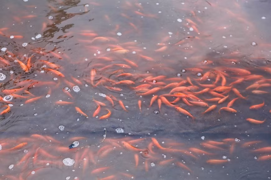  La cría de carpa roja en la aldea de Thuy Tram ha existido durante mucho tiempo, desde la década de 1960, comenzando con los miembros de la cooperativa que recolectaban huevos de peces del río. (Fuente: Vietnamplus)