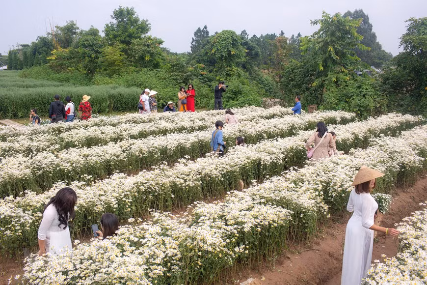 A fines de octubre, algunos jardines en Hanoi han abierto la puerta a los turistas para que tomen fotos del crisantemo que florece temprano. (Foto: Vietnam +)