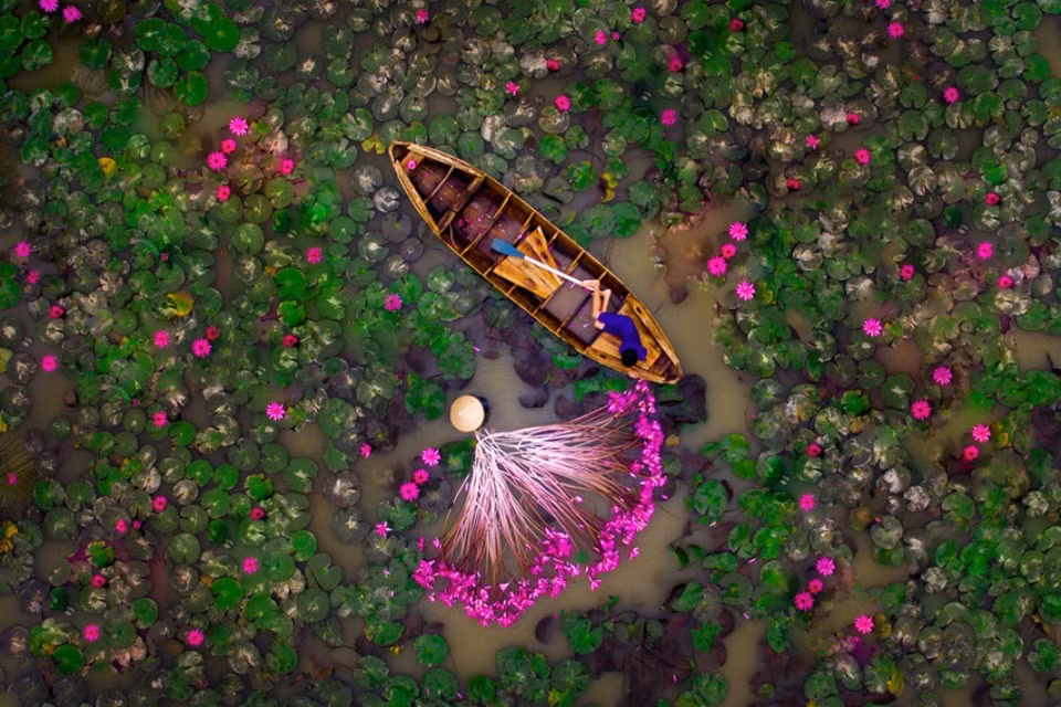 "Cosecha de flores" 