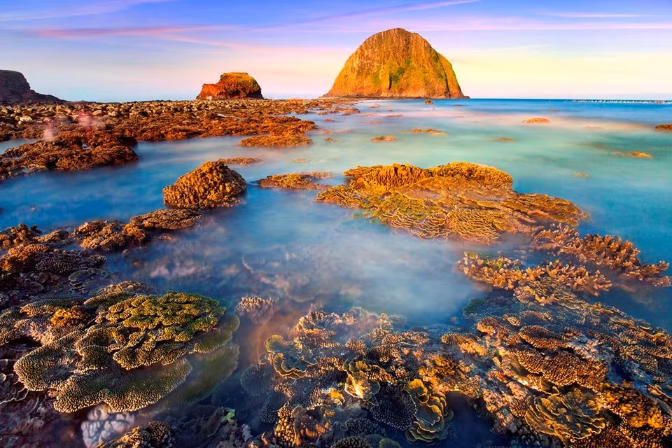 "Flores del mar" 