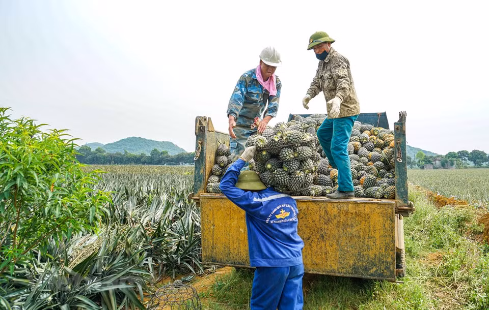 Las piñas se apilaron con cestas de metal y luego se reunieron en grandes camiones, para llevarlas a la fábrica de Dong Giao para su procesamiento (Foto: Vietnam +)