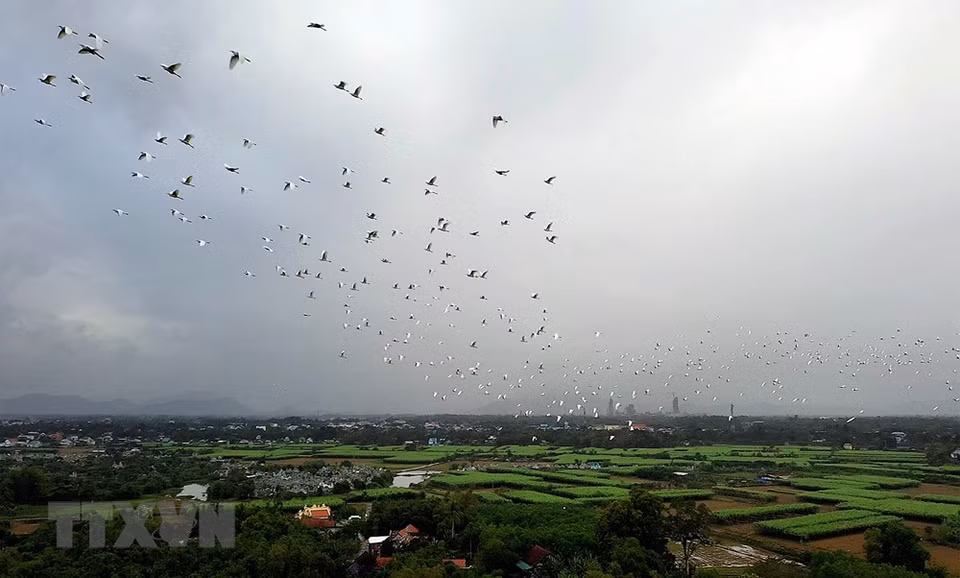 Las cigüeñas blancas vuelan en los campos de la comuna de Huong Phong, en Huong Tra. (Foto: Ho Cau /VNA)