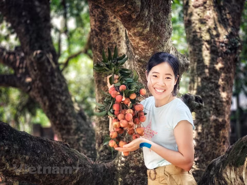 El árbol tuvo una cosecha récord en 1996 con casi una tonelada. (Foto: Vietnam +)