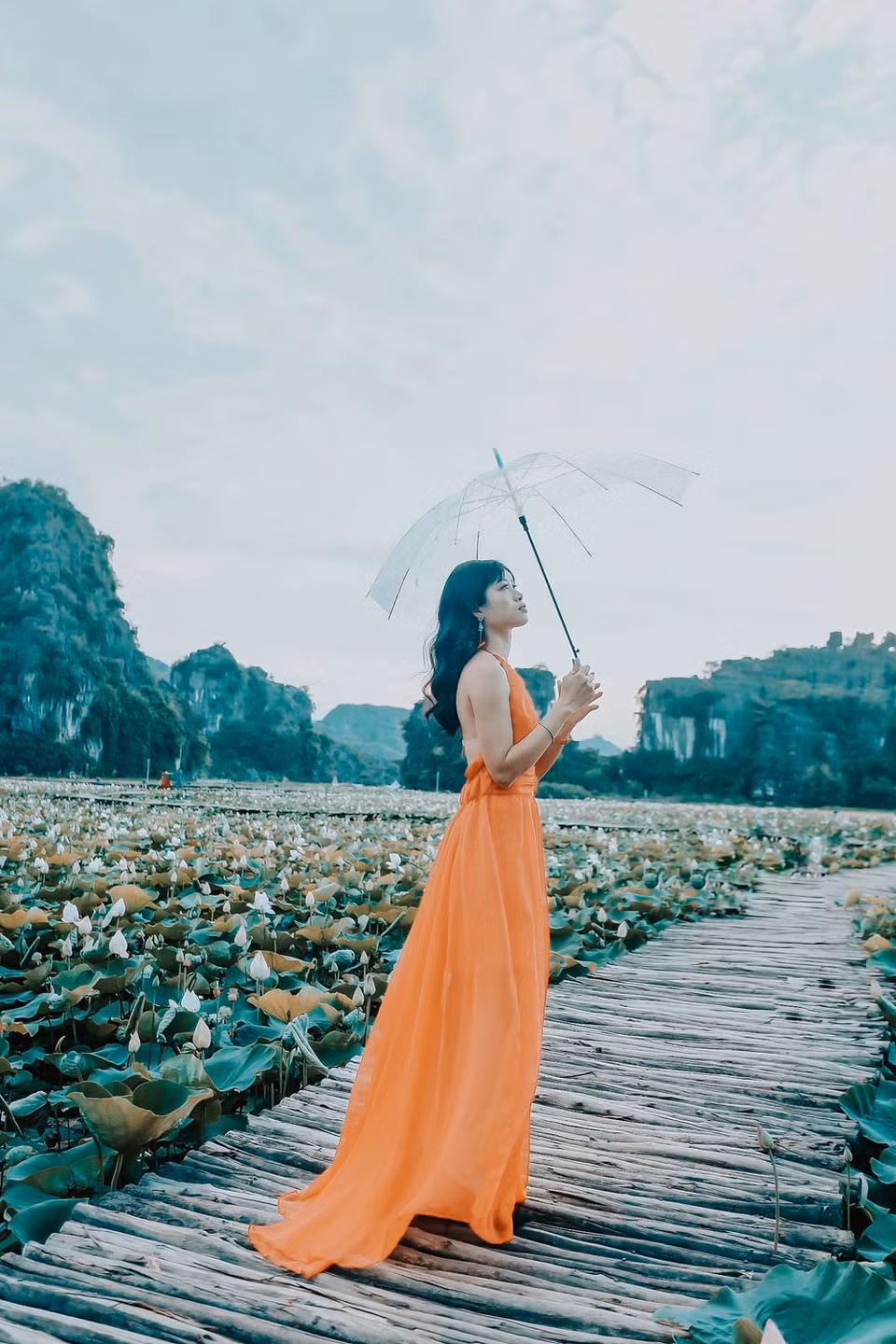 El loto cultivado en esta laguna proviene de Japón. Las flores florecerán hasta el final del año, más de lo normal que sólo duran dos meses. (Foto: Vietnam +)