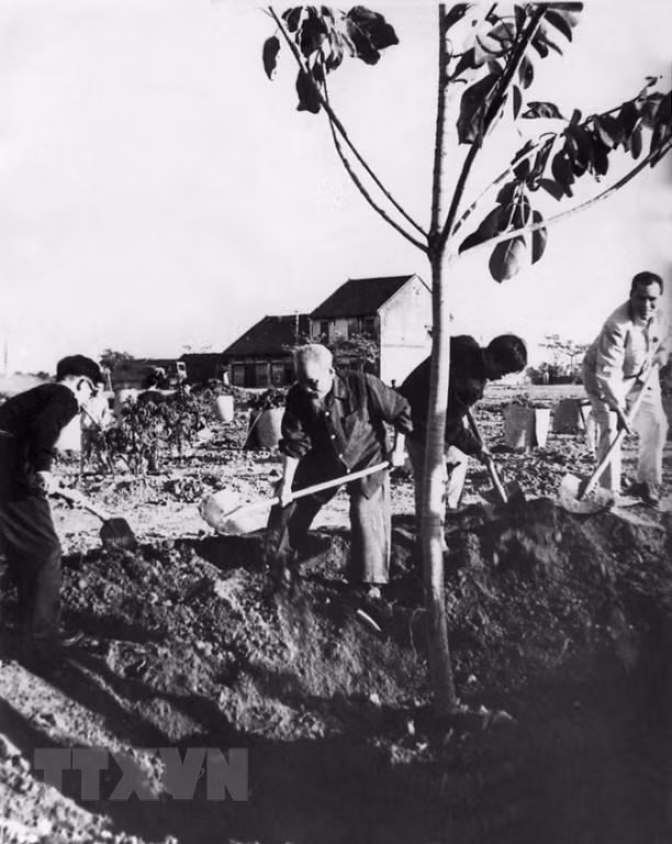 La primera campaña de plantación de árboles del Año Nuevo Lunar (Foto: archivo)