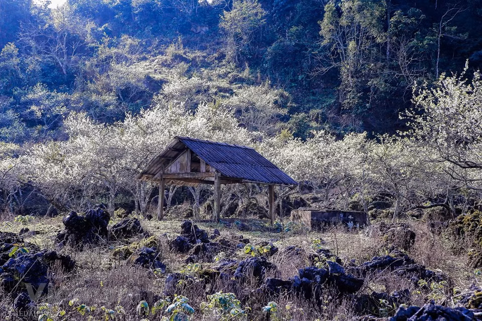 Después de los intensos fríos días del invierno, cuando el clima comienza a mejorarse, la plantación de ciruela en la meseta de Moc Chau, de la provincia de Son La, en el norte de Vietnam, empieza a florecer, creando así un pintoresco panorama. Este lugar se ha convertido en un sitio de check-in muy conocido que atrae a los visitantes de todos los lugares del país. Con cuatro horas de viaje de Hanoi a Moc Chau, los turistas podrán llegar al lugar con facilidad. Moc Chau no solo es conocido por su vasta plantación de ciruela, sino también por sus inmensas colinas de té. (Foto: Vietnam +)