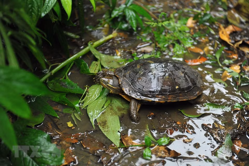 Las tortugas endémicas son criadas en el ambiente natural en el Centro de Conservación de Tortugas en Cuc Phuong. (Foto: VNA)