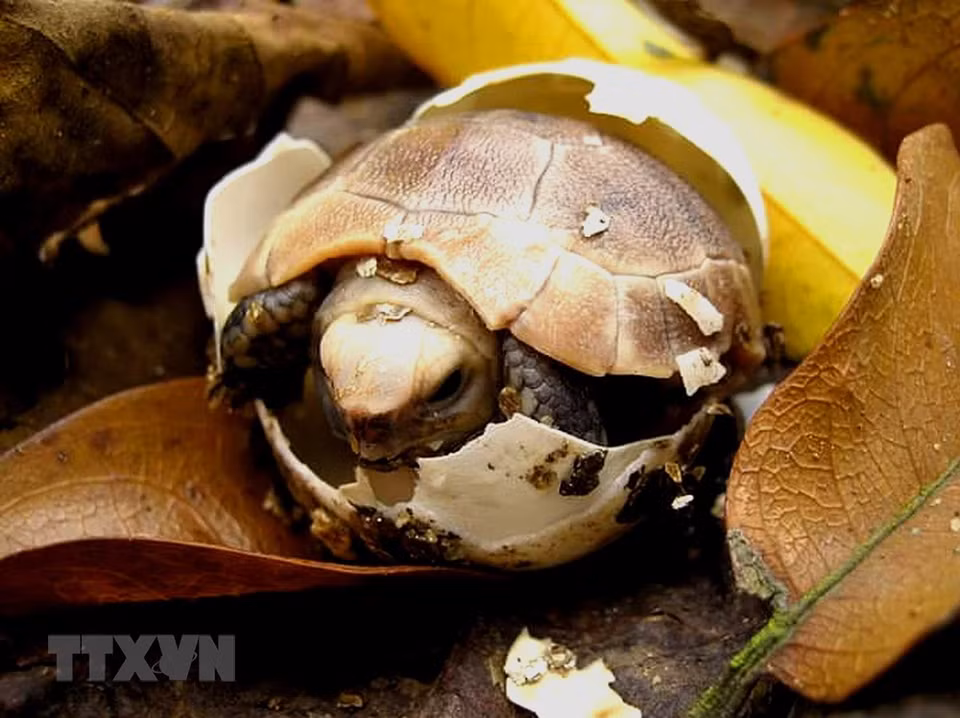 Tortuga nacida y criada en el Centro. (Foto: VNA)