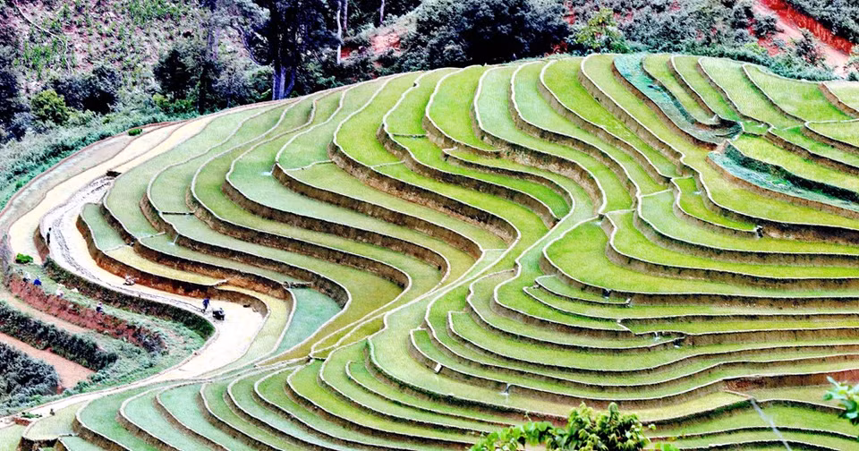Terrazas arrozales en la comuna de Chieng Muon, en la provincia septentrional de Son La. (Foto: VNA)