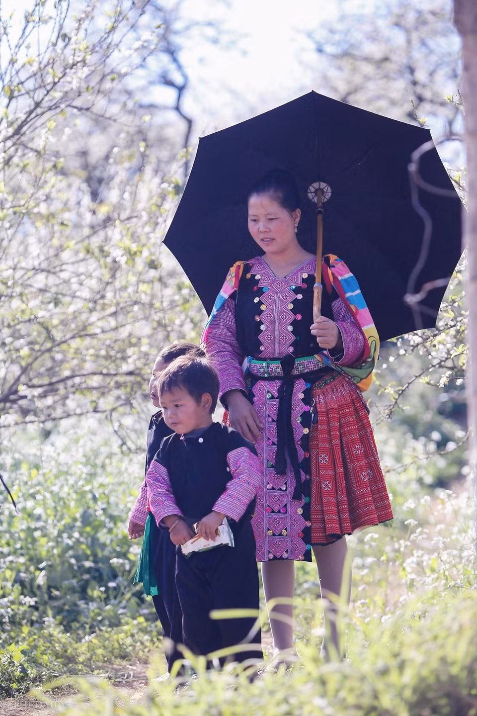 La meseta septentrional de Moc Chau no solo es conocida por sus inmensas colinas de té, sino también por su vasta plantación de ciruela. Cada año, el distrito organiza un festival cultural para que la gente Mong de las provincias montañosas del norte llegue a la ciudad de Moc Chau. Se necesitan cuatro horas de viaje, con una distancia de 200 kilómetros (120 millas) desde Hanoi hasta Moc Chau. La mayoría de los pobladores de Moc Chau son etnia Thai, con 33 por ciento del total población, mientras que los Mong, 18 y los Kinh (15), además de Khomu, Dao y Tay. (Foto: Vietnam +)
