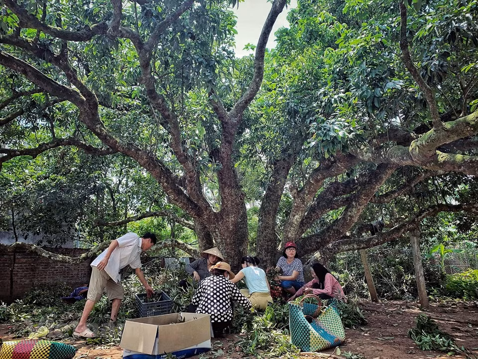 Este árbol de litchi de 200 años de existencia y pertenece a la familia de Ha Thi Hai (94 años), aldea de Ha Truong, comuna de Thanh Cuong. (Foto: Vietnam +)