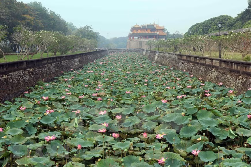 Flores de loto en la ciudadela de Hue (Foto: VNA)