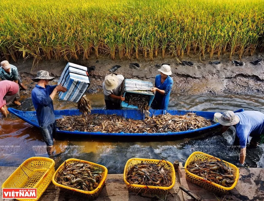 La provincia de Ca Mau dispone de 30 fábricas de procesamiento de camarones con una capacidad total de 200 mil toneladas al año (Foto: VNA)