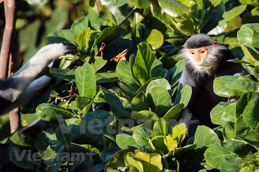 Los langurs son la inspiración infinita de los fotógrafos (Foto: VietnamPlus)