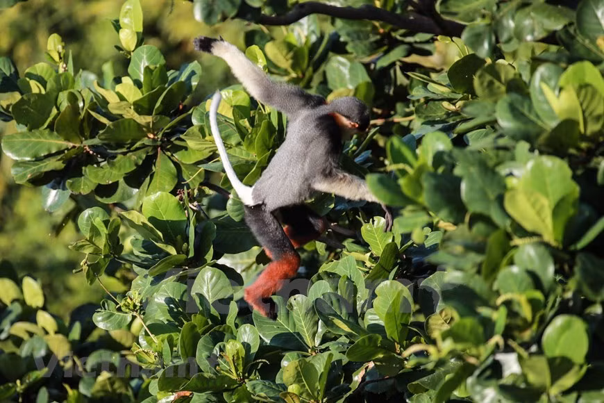 El comercio internacional de la especie está prohibido por la Convención sobre el Comercio Internacional de Especies Amenazadas de Fauna y Flora Silvestres – CITES (Foto: VietnamPlus)