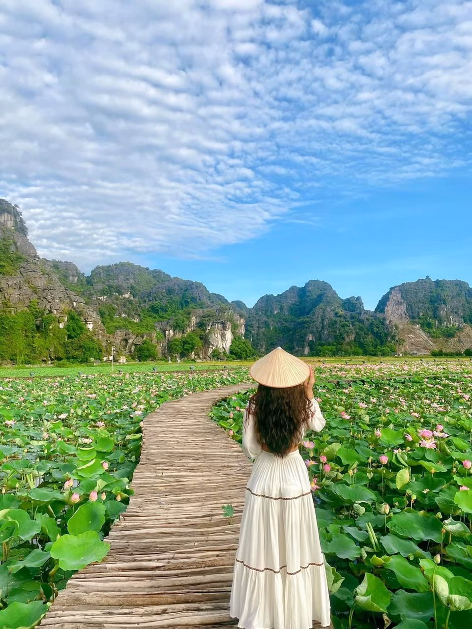 El loto cultivado en esta laguna proviene de Japón. Las flores florecerán hasta el final del año, más de lo normal que sólo duran dos meses. (Foto: Vietnam +)