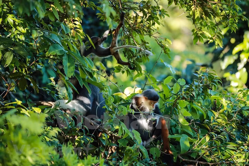 Hay más de 400 individuos de douc langur de cuello rojo que viven en la península de Son Tra, en la ciudad central de Da Nang (Foto: VietnamPlus)