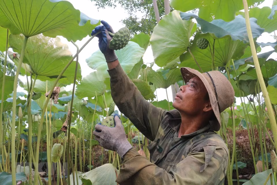 Campos de loto en la comuna de Chuyen Ngoai, provincia de Ha Nam. (Foto: VNA)