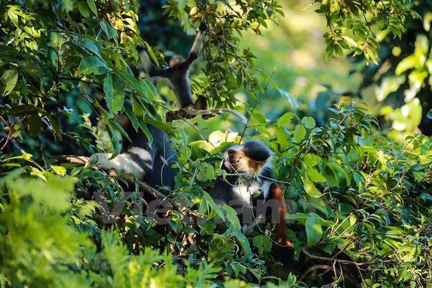 Salen a alimentarse dos veces al día (Foto: VietnamPlus)