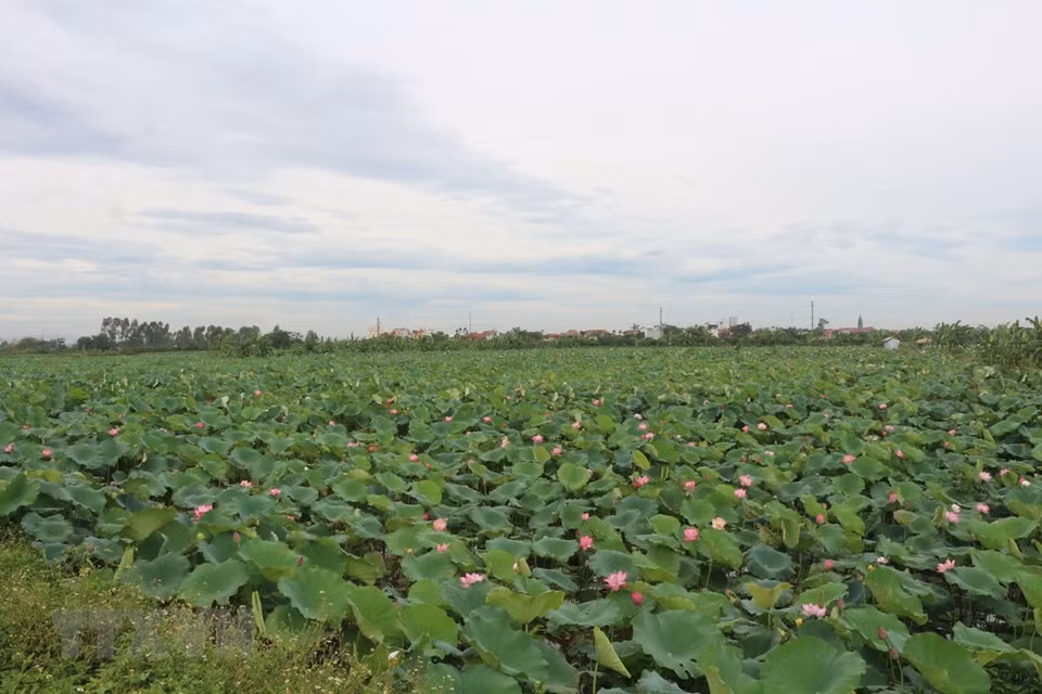 Campos de loto en la comuna de Chuyen Ngoai, provincia de Ha Nam. (Foto: VNA)