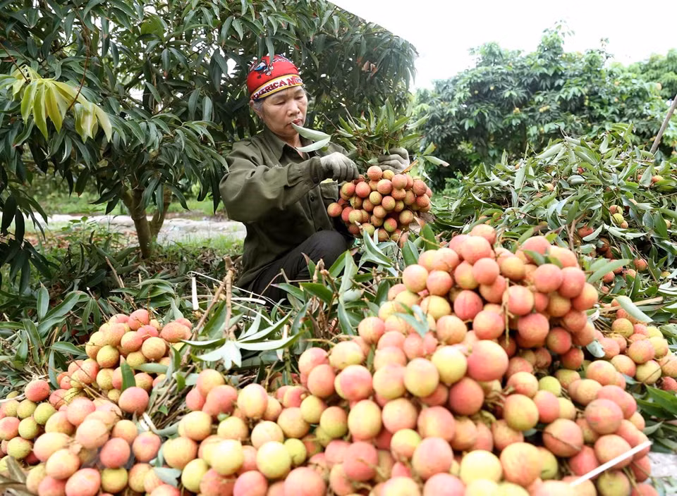 Se preparan para la exportación de lichi en aldea de Phuc Gioi, comuna de Thanh Quang. (Foto: VNA)