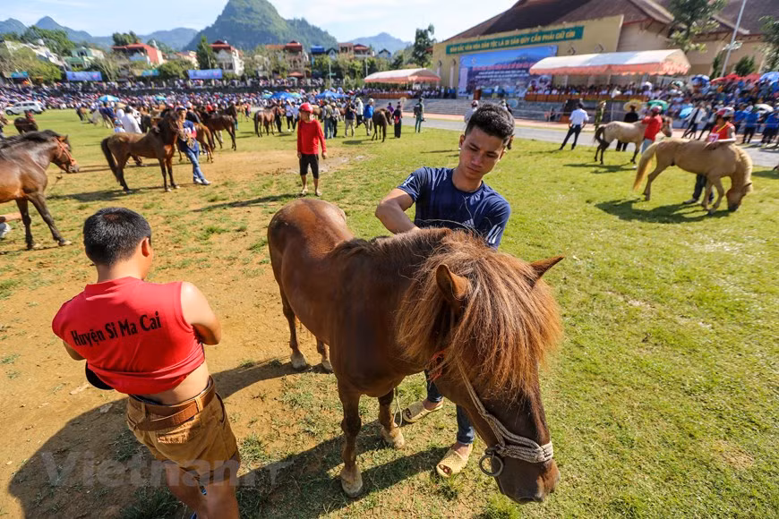 Como preparación para esta festividad, es muy importante seleccionar, cuidar y entrenar caballos solo para el festival. Los mejores animales son elegidos a nivel local, a continuación a través de los municipios y después en el distrito. Un buen caballo es fuerte y derecho, con buenos dientes y una melena espesa y suave. La primera ronda eliminatoria cuenta con la participación de 100 caballos y jinetes, que se reduce a 60, luego a 12 y finalmente a los tres mejores que compiten por el título. El evento de este año tiene como objetivo de atraer a los turistas nacionales a Lao Cai en el contexto de la epidemia de COVID-19 (Foto: Vietnam +)