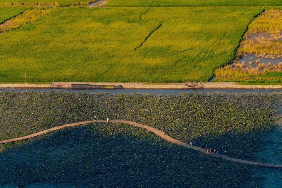 El camino de madera es como una suave cinta de seda. (Foto: Vietnam +)