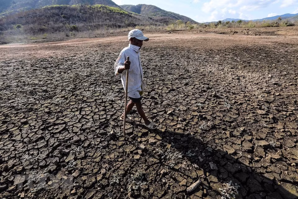 Un agricultor en la región de sequía de Ninh Thuan (Foto: VNA)