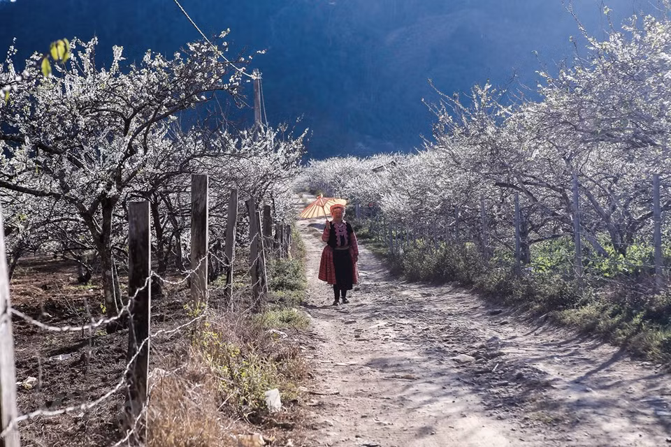 Moc Chau no solo es conocido por sus inmensas colinas de té, sino también por su vasta plantación de ciruela. Este lugar se ha convertido en uno de los lugares favoritos de los vacacionistas vietnamitas durante los días de intensos fríos, especialmente en los días de la primera, a pesar de que los viajeros tienen pasar unas cuatro horas desde Hanoi a este lugar que se encuentran en la provincia norteña de Son La, donde habitan más de mil personas. Cada año, el distrito homónimo organiza un festival cultural para que la gente Mong se conozcan y podrán formar parejas de acuerdo con sus tradiciones. (Foto: Vietnam +)