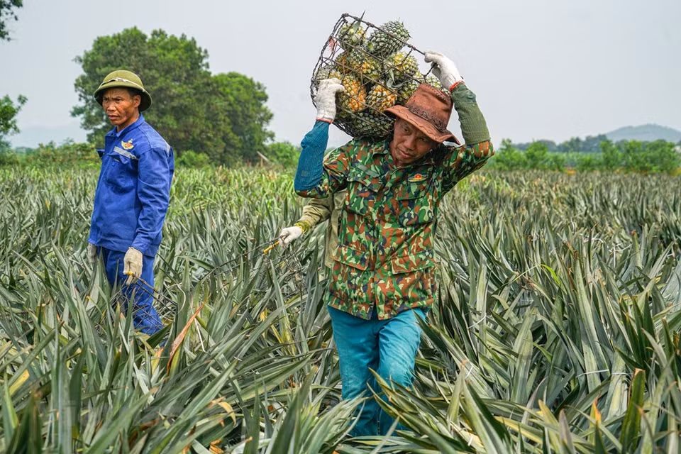 El terreno es apto para el cultivo de piña. (Foto: Vietnam +)