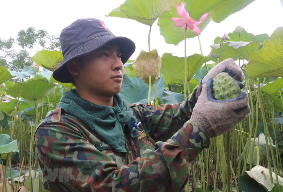 Campos de loto en la comuna de Chuyen Ngoai, provincia de Ha Nam. (Foto: VNA)