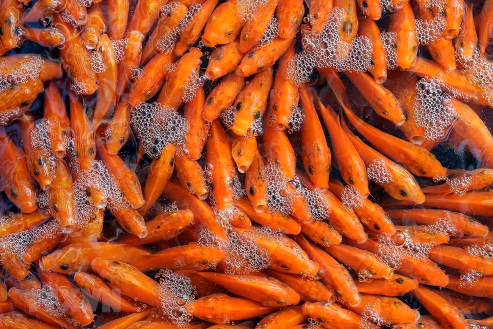 El fuego de la cocina simboliza la reunión familiar, abundante cosecha y desarrollo agrícola. Por eso, esta costumbre muestra las aspiraciones a la felicidad y prosperidad ante la llegada del Nuevo Año Lunar, también llamado Tet. Foto: En el pueblo Thuy Tram, en la provincia norteña de Phu Tho, se cultivan carpas amarrillas y rojas para vender el 23 de diciembre lunar. (Fuente: VNA) 