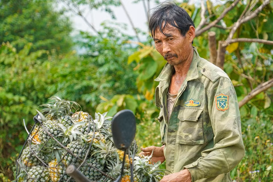 La cosecha de piña comienza muy temprano para evitar el intenso sol de verano. (Foto: Lam Phan / Vietnam +)