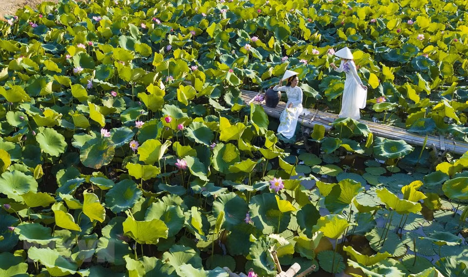 En el sol abrasador del verano, las hojas ocultaban pequeños y extravagantes brotes de lotos (Foto: VNA)
