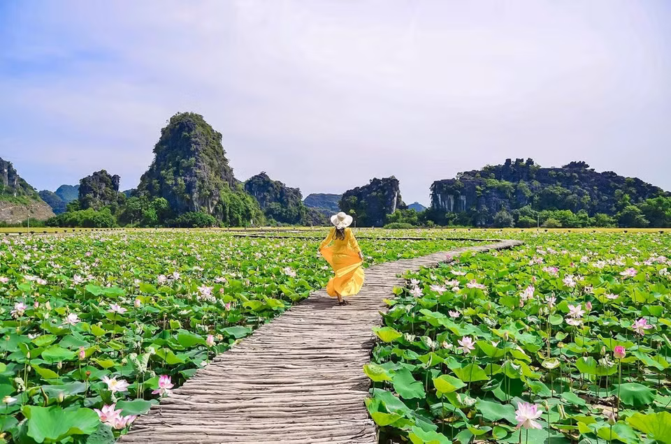 El pasaje encantador de la laguna con las flores de lotos. (Foto: Vietnam +)