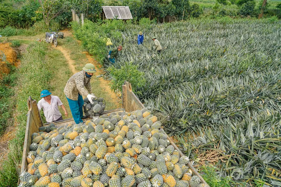 Los agricultores aplican nuevos métodos del cultivo para mejorar el rendimiento y la calidad de la fruta. (Foto: Vietnam +)