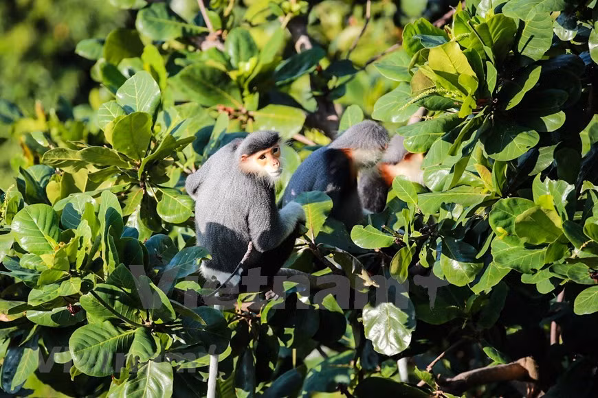 Los langurs viven en grupos y siempre siguen la "disciplina" de un líder (Foto: VietnamPlus)