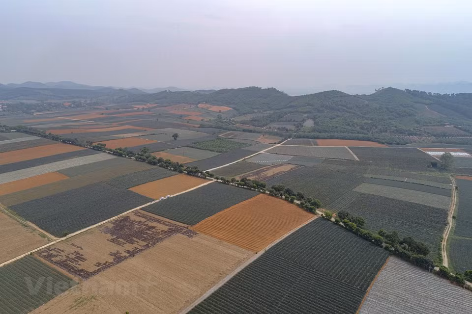 Las piñas se apilaron con cestas de metal y luego se reunieron en grandes camiones para llevarlos a la fábrica de Dong Giao para su procesamiento y exportación a países extranjeros. (Foto: Vietnam +)