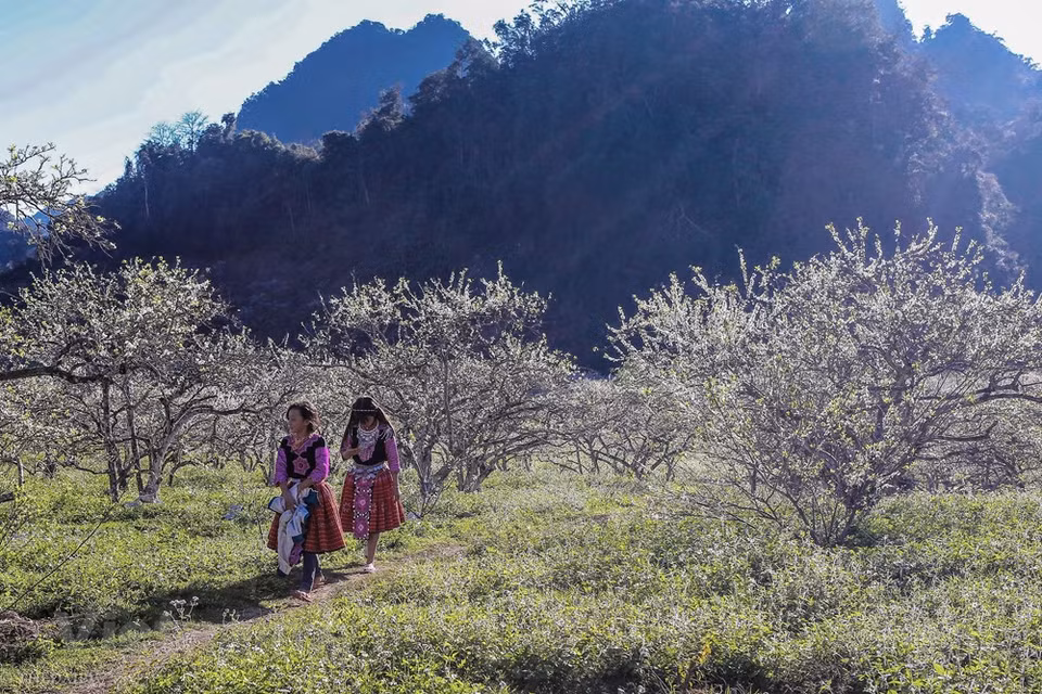 Moc Chau no solo es conocido por sus inmensas colinas de té, sino también por su vasta plantación de ciruela. Al llegar a la meseta septentrional de Moc Chau en estos días, los visitantes tanto nacionales como extranjeros pueden observar la niebla blanca entre las flores blancas y rosadas de las plantas de ciruela. Este lugar se ha convertido en uno de los lugares favoritos de los vacacionistas vietnamitas durante los días de intensos fríos, especialmente en los días de la primera, a pesar de que los viajeros tienen pasar unas cinco horas desde Hanoi a este lugar ubicado en el Norte de Vietnam. (Foto: Vietnam +)