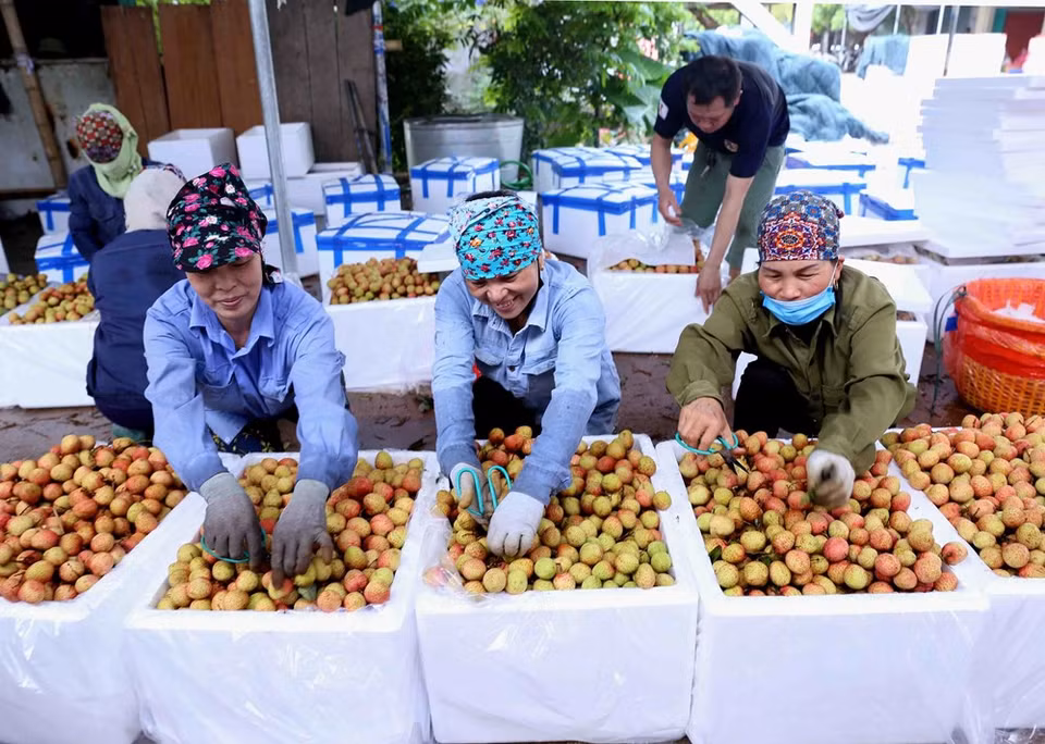 Cosechando lichi en aldea de Phuc Gioi, comuna de Thanh Quang. (Foto: VNA)