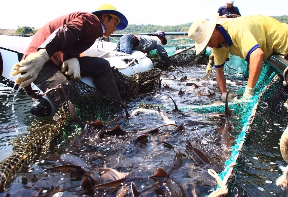 Desarrollo de acuicultura en Binh Thuan. Sus productos son muy conocidos en los mercados del sudeste de Asia, América y Europa. (Foto: VNA)