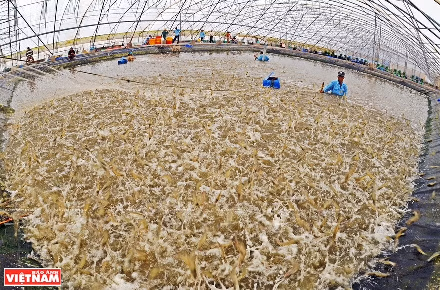 Cultivo de camarones en la cooperativa Nam Dong, en la comuna de Vinh Trach Dong, provincia de Bac Lieu (Foto: VNA)