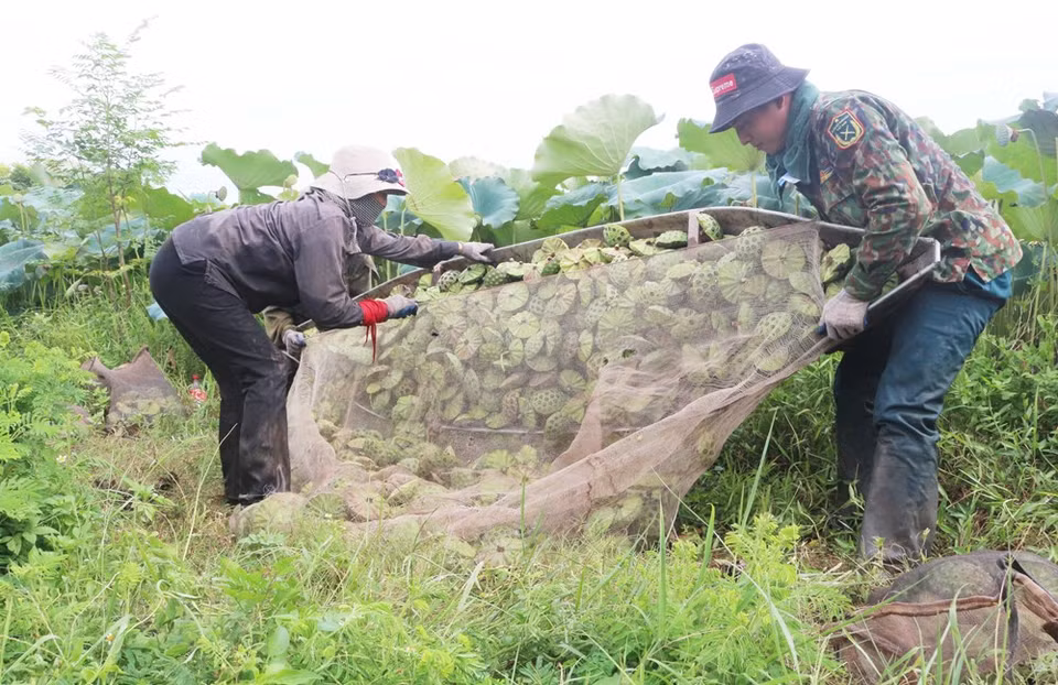 Campos de loto en la comuna de Chuyen Ngoai, provincia de Ha Nam. (Foto: VNA)