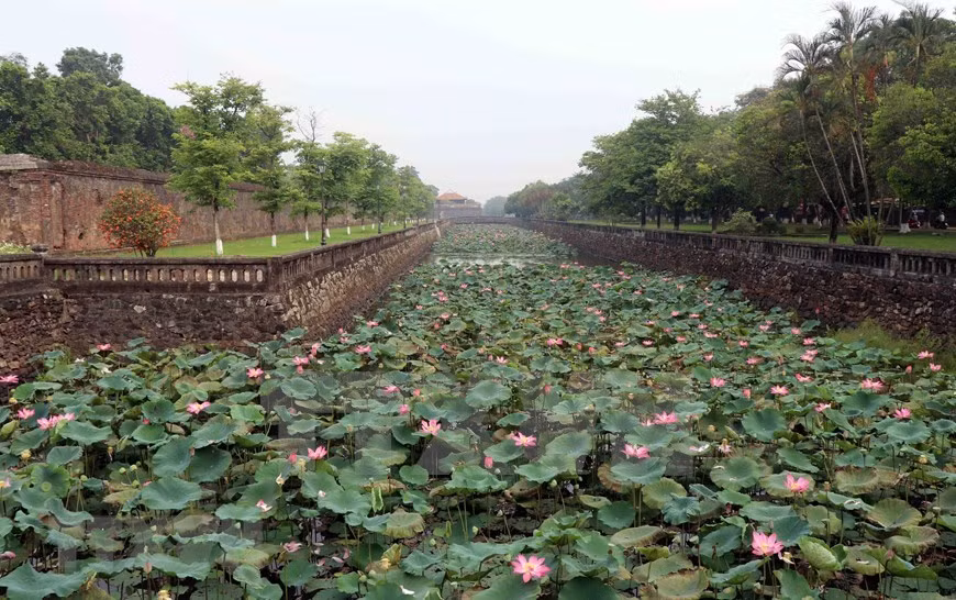 Las flores de loto en los lagos en la antigua ciudad imperial Hue (Foto: VNA)
