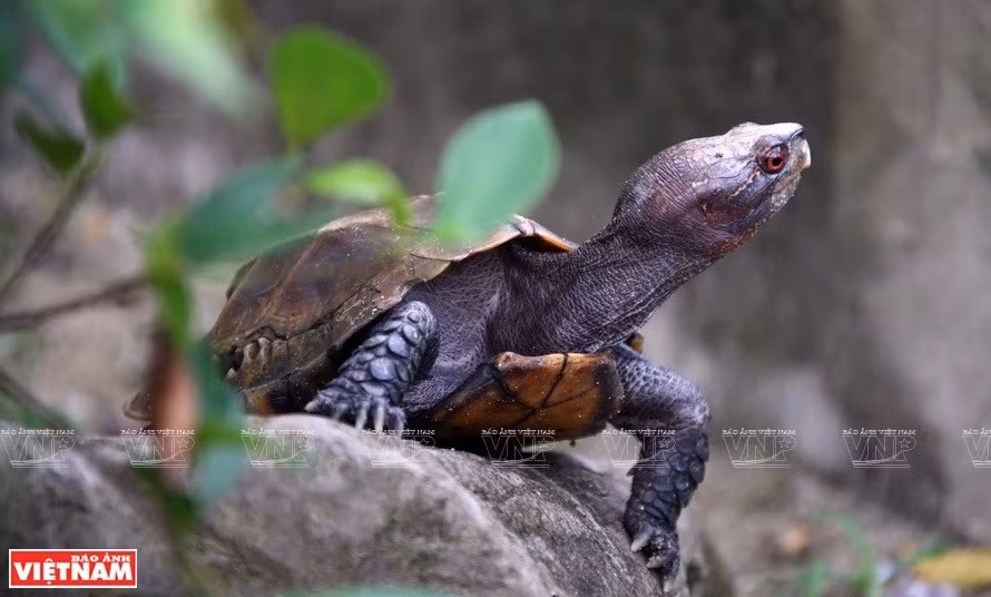 El programa AHP fue lanzado en 2006 por el Centro para la Biodiversidad de la ASEAN después de su establecimiento. Los países miembros acordaron establecer "una región de la ASEAN en la que la biodiversidad se conserva, se gestiona y se utiliza de forma sostenible, y se comparte equitativamente para el bienestar de sus pueblos". (Foto: VNA)