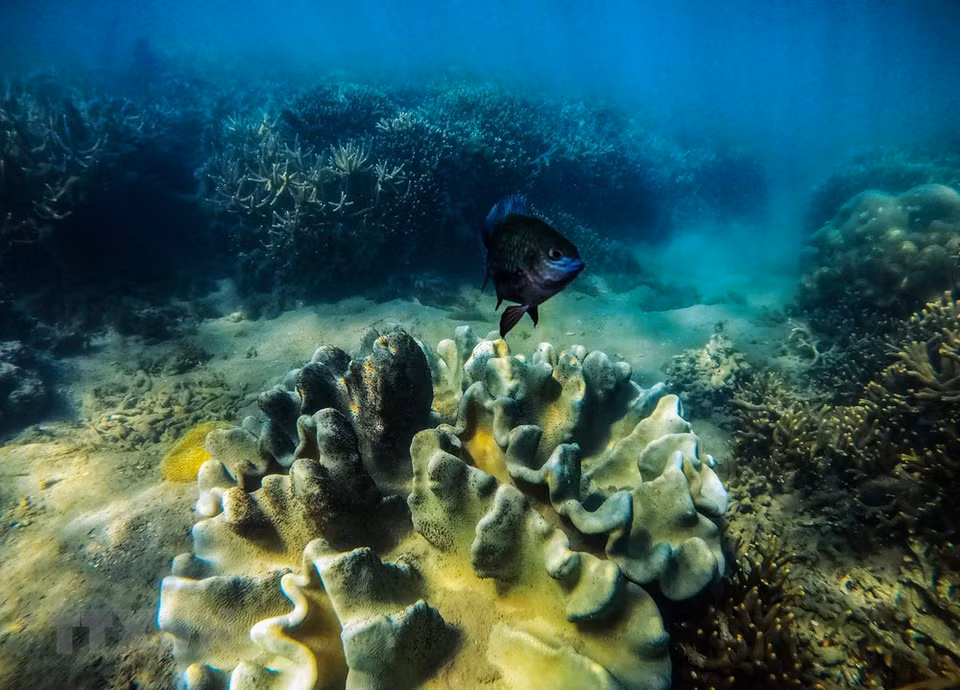 El arrecife de corales crea hermosos paisajes. (Foto: VNA)