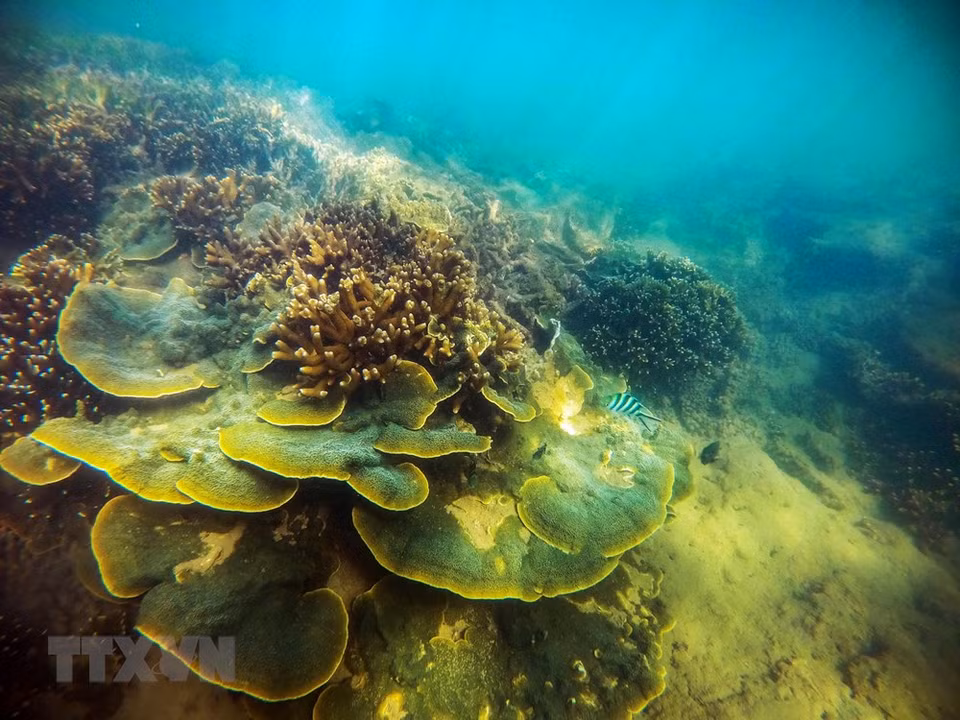Cada vez que la marea retrocede, el arrecife de coral en la ciudad de Phan Rang-Thap Cham aparece con varias formas y colores. (Foto: VNA)