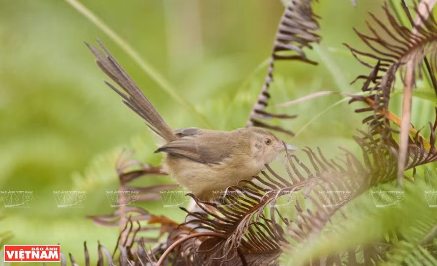El reconocimiento de AHP ha hecho contribuciones importantes para conservar la biodiversidad y los valores culturales e históricos para cada estado miembro, al tiempo que concientiza sobre la conservación del ecosistema en los países de la ASEAN (Foto: VNA)