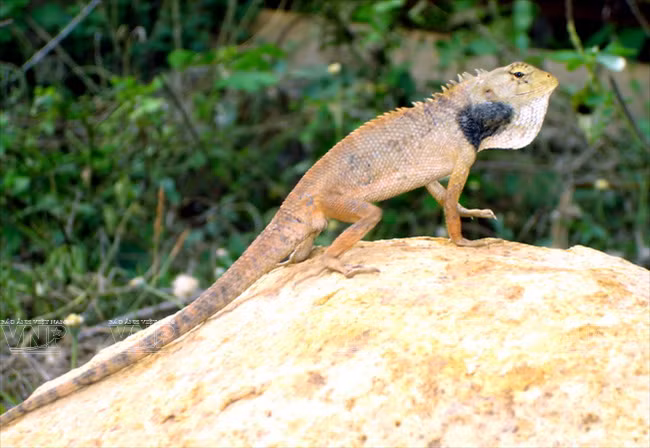 Con Dao es el hábitat de muchos animales salvajes (Foto: archivo del Parque Nacional de Con Dao)