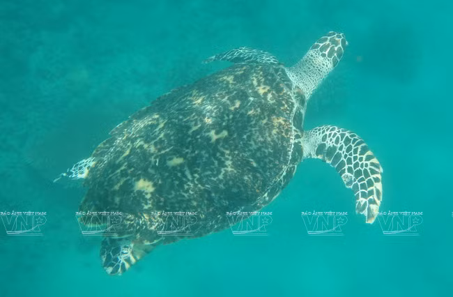 Con Dao tiene una diversa y abundante fauna y flora (Foto: archivo del Parque Nacional de Con Dao) En Con Dao, los turistas pueden realizar un recorrido para visitar las isletas del ecosistema del Parque Nacional del mismo nombre, como Hon Bay Canh, Hon Tai, Hon Tre, Hon Trung, Hon Trac y Hon Cau. Ellas son el hogar de 285 especies de plantas y más de 100 de aves y mamíferos endémicos, como las ardillas Finlayson (Callosciurus finlaysonii), vencejos, tortugas marinas, holoturoideos, gracilaria, entre otros. En el Parque Nacional de Con Dao, los arqueólogos también han encontrado restos del Neolítico (alrededor de 3 000 años de antigüedad) y tumbas de los finales de la cultura Sa Huynh - cultura Cham temprana (de unos 2 000 atrás).